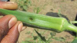 Which insecticide will you prefer for the control of fruit borer in okra?