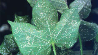 Which insecticide will you spray when you observe Whiteflies in Cotton?