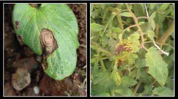 Control leaf spot and leaf blight in vegetables