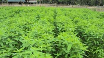 Including green manure crops for crop rotation