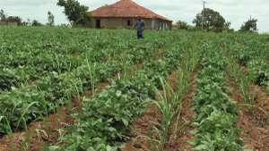 Focus on Intercropping crops