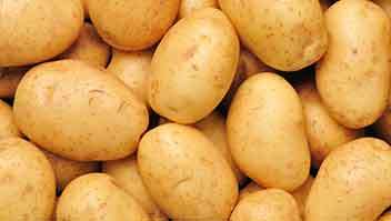 Management of Blight disease in Potato