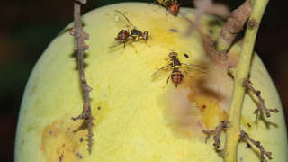 Management of fruit fly in mango crop