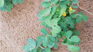 Affected growth on Groundnut due to infestation on sucking pest