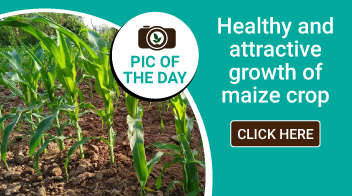 Healthy and attractive growth of maize