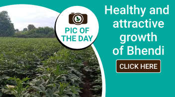 Healthy and attractive growth of Okra