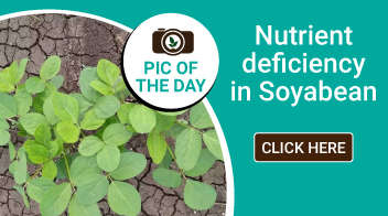 Nutrient deficiency in Soyabean