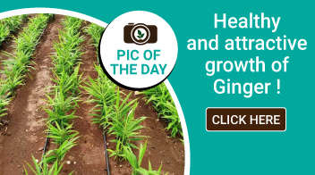 Healthy and attractive growth of Ginger