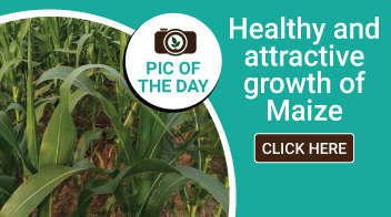 Healthy and attractive growth of Maize
