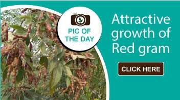 Attractive growth of Red gram