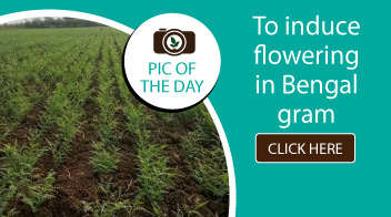 To induce flowering in Bengal gram