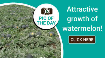 Attractive growth of watermelon 