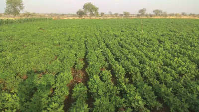 Nutrient requirement for maximum Groundnut production