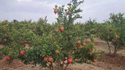 Nutrient management requirement for maximum  Pomegranate production