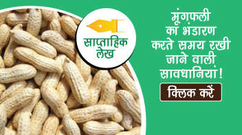 मूंगफली का भंडारण करते समय रखी जाने वाली सावधानियां!