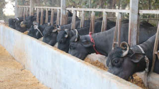 पशु के लिए घर पर कैल्शियम बनाने का तरीका