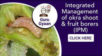 Integrated Management of okra shoot & fruit borers (IPM)