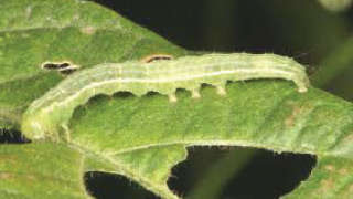 Management of leaf-eating caterpillars in soybean crop