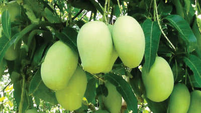 Orchard management in Mango