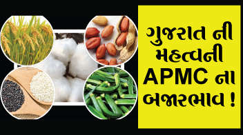 ગુજરાત ની મહત્વની APMC ના બજારભાવ !