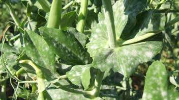 Powdery Mildew Management  in Green Peas
