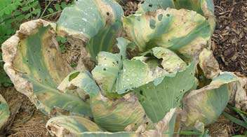 Solution to control cabbage and cauliflower black rot.