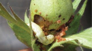 Which insecticide will you spray first to prevent pink bollworm in cotton?