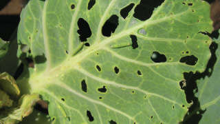 Control of Diamond back moth in cabbage and cauliflower