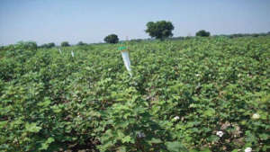 Installation of pink bollworm pheromone traps in cotton crop