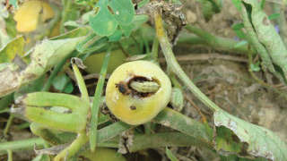 Which insecticide will you spray to control Fruit borer in Tomato?