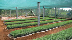 Preparation of Vegetable Seedlings