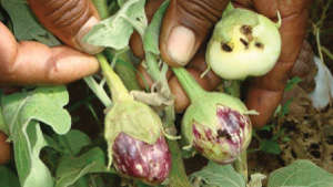 Spray these insecticides on fruit borer infestation in brinjal