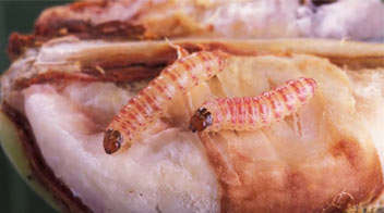 How would you know about the Cotton Pink Bollworm infestation?
