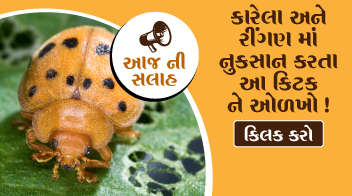 Know more about this insect damaging to bitter guard & brinjal crop