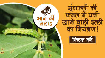 मूंगफली की फसल में पत्ती खाने वाली इल्ली का नियंत्रण!