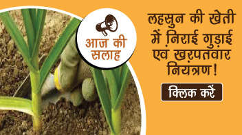 लहसुन की खेती में निराई गुड़ाई एवं खरपतवार नियंत्रण!