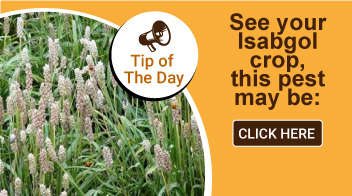 See your Isabgol crop, this pest may be: