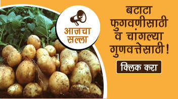 बटाटा फुगवणीसाठी व चांगल्या गुणवत्तेसाठी!