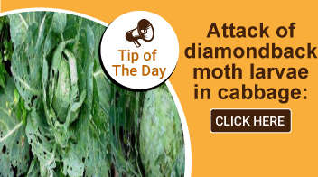 Attack of diamondback moth larvae in cabbage: