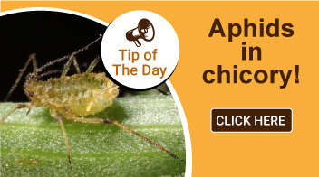 Aphids in chicory: