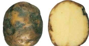 Blight disease management in potatoes