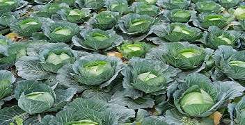 Effective insecticides for cabbage aphids