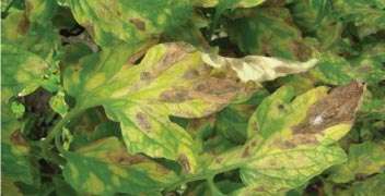 Controlling blight on potato leaves and branches