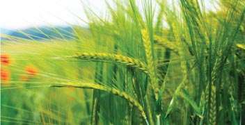 Sometimes this insect pest may also be observed in wheat