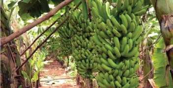 Solution to increase banana yields