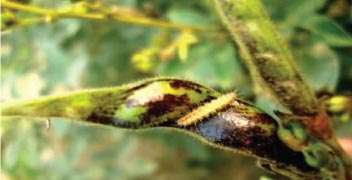 Which insecticide will you prefer for pod borers in pigeon pea?