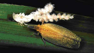 Control of Pyrilla pest in Sugarcane