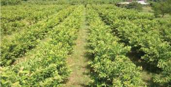 Pruning of guava trees and fertilizer management