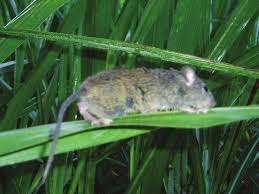 Management of Rats in the Sugarcane growing fields.