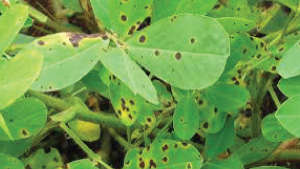 Management of Tikka or Cercospora Leaf-spot in Groundnut